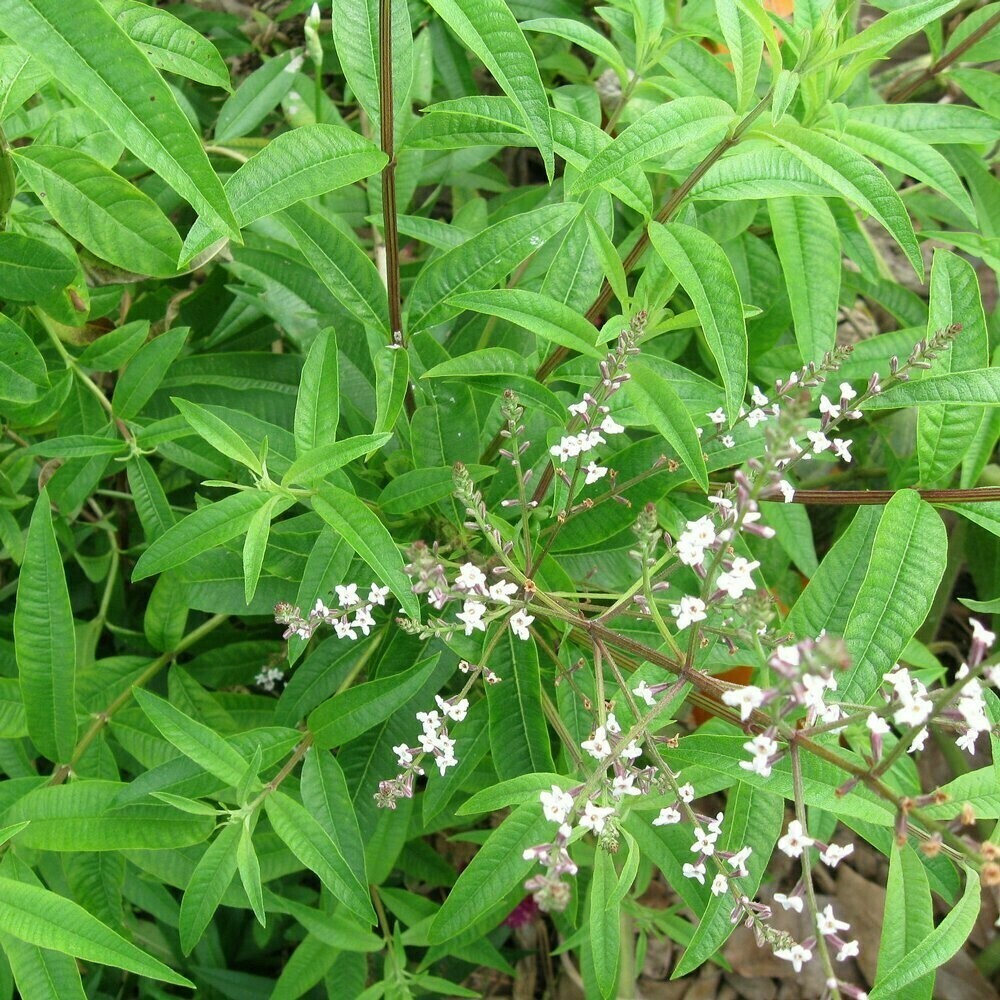 Aloysia citrodora Lemon Verbena Organic