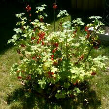 Currant Ribes rubrum &#39;Red Lake&#39;