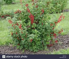 Currant Ribes rubrum &#39;Red Lake&#39;