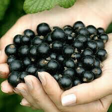Ribes spp. &#39;Jostaberry/ gooseberry&#39;
