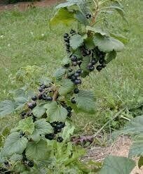 Ribes spp. &#39;Jostaberry/ gooseberry&#39;