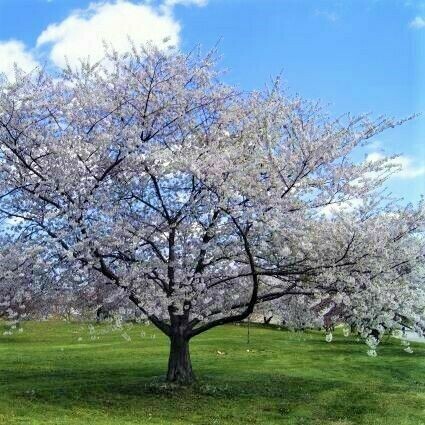 Cherry Prunus avium &#39;Bing&#39;