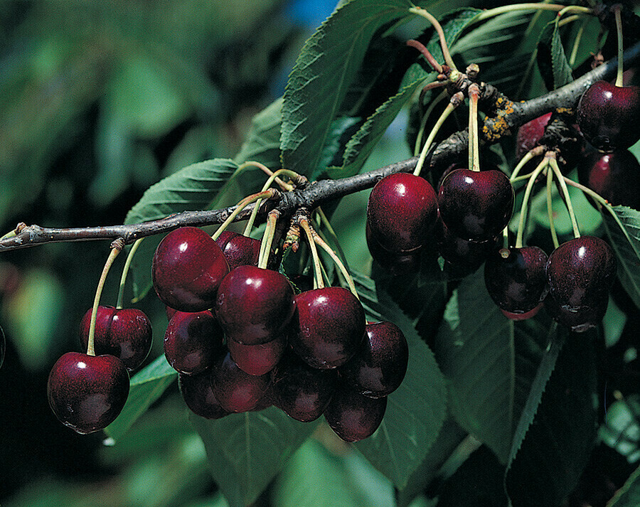 Cherry Prunus avium &#39;Bing&#39;