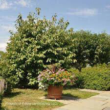Cherry Prunus avium &#39;Black York&#39;