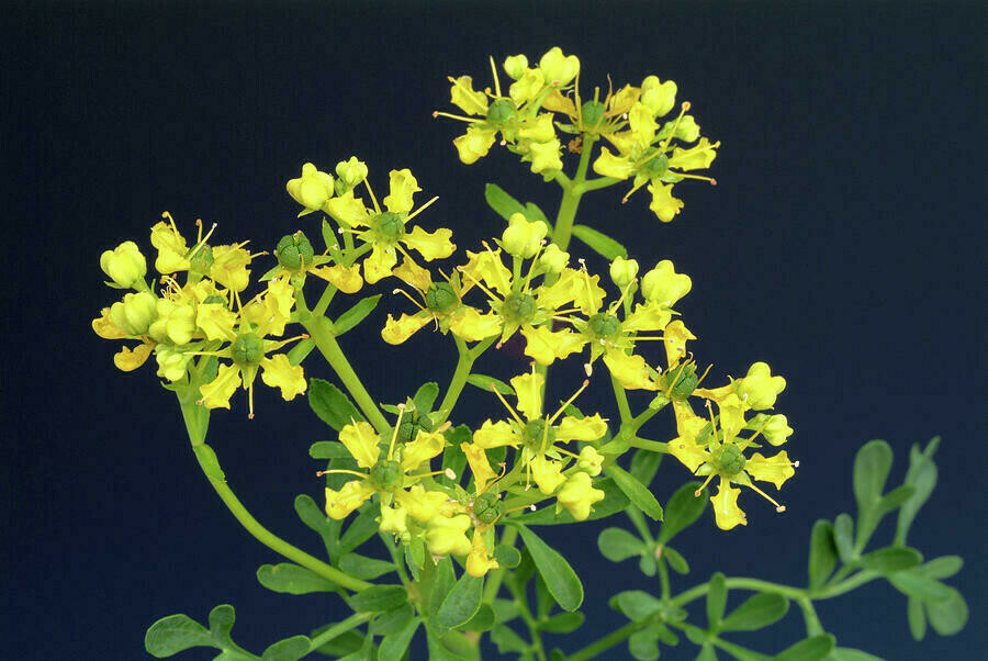 Ruta graveolens Organic