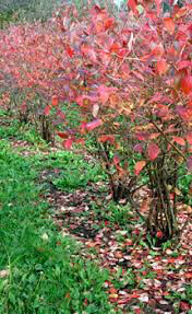 Blueberry Vaccinium corymbosum &#39;Patriot&#39;