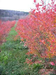 Blueberry Vaccinium corymbosum &#39;Patriot&#39;