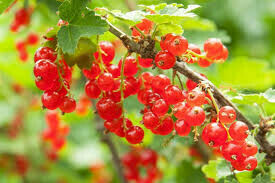 Currant Ribes rubrum &#39;Red Lake&#39;