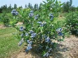 Blueberry Vaccinium corymbosum 'Patriot'