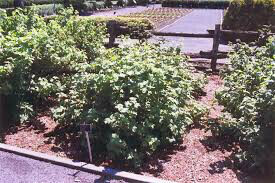 Currant Ribes rubrum &#39;Red Lake&#39;