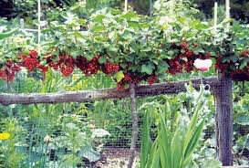 Currant Ribes rubrum &#39;Red Lake&#39;