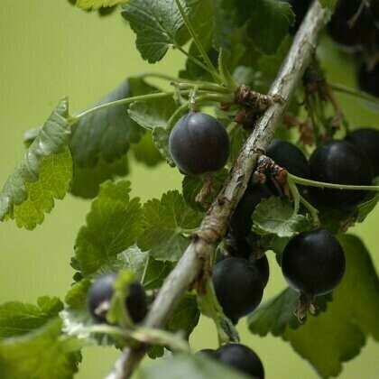 Ribes spp. &#39;Jostaberry/ gooseberry&#39;