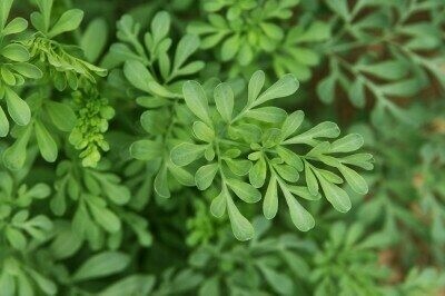 Ruta graveolens Organic
