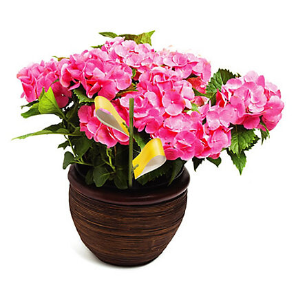 Houseplant Sticky Stakes