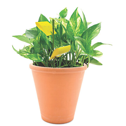 Houseplant Sticky Stakes
