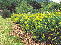Ruta graveolens Organic