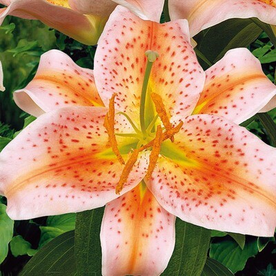 Lilium fantastic pink 1 gal