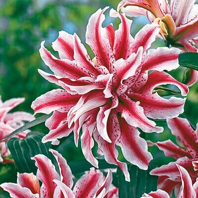 Lilium hot spot pink 1 gal.