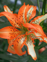 Lilium fantastic white 1 gal