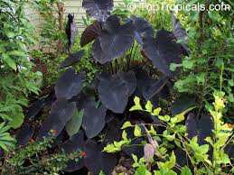 Elephant Ear Black Magic 1 bulb