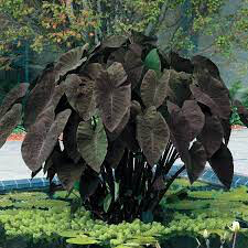 Elephant Ear Black Magic 1 bulb