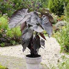 Elephant Ear Black Magic 1 bulb