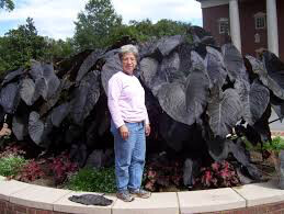 Elephant Ear Black Magic 1 bulb