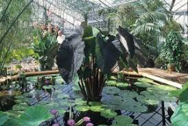 Elephant Ear Black Magic 1 bulb