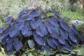 Elephant Ear Black Magic 1 bulb