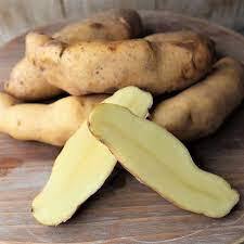 Potato &#39;Russian Banana&#39; Bulbs