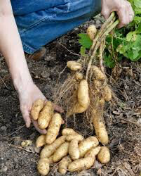 Potato &#39;Russian Banana&#39; Bulbs