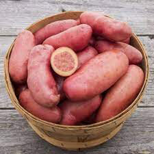 Potato &#39;Amarosa&#39; Bulbs