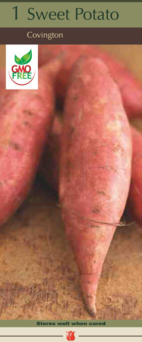 Sweet Potato &#39;bayou belle&#39; 1 Bulb gmo free
