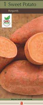 Sweet Potato &#39;Burgundy&#39; 1 Bulb