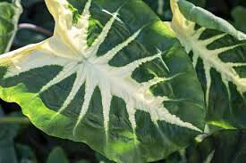 Elephant Ear &#39;White Lava&#39; 1 Bulb