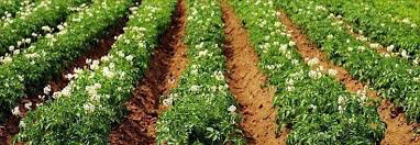 Potato &#39;German Butterball&#39; Bulbs