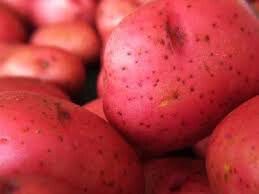 Potato &#39;Red Norland&#39; Bulbs gmo free
