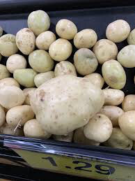 Potato &#39;Cal White&#39; Bulbs