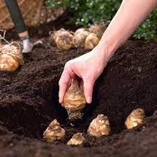 Eucomis Bulbs Mixture