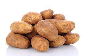 Potato &#39;Russet Burbank&#39; Bulbs gmo free