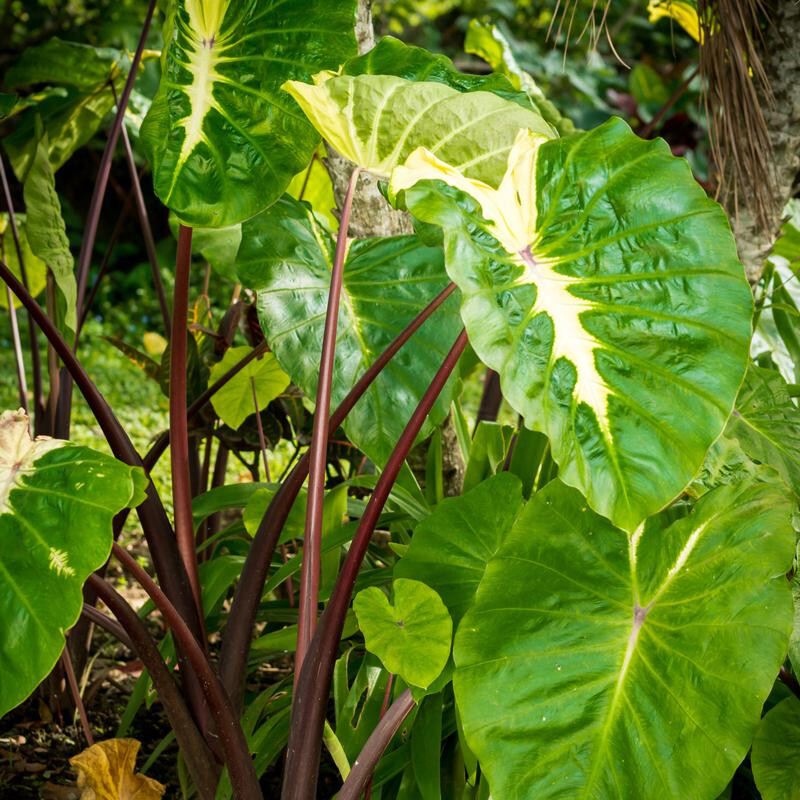 Elephant Ear &#39;White Lava&#39; 1 Bulb