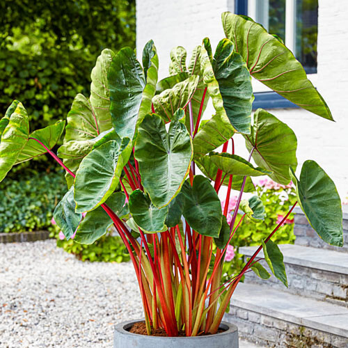 Elephant Ear &#39;Hawaiian Punch&#39; 1 Bulb