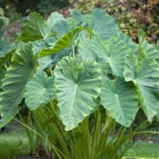 Elephant Ear Mammouth 1 Bulb
