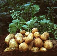 Potato 'German Butterball' Bulbs