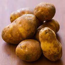 Potato 'Russet Burbank' Bulbs gmo free