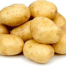 Potato &#39;German Butterball&#39; Bulbs