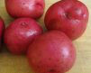 Potato &#39;Red Norland&#39; Bulbs gmo free