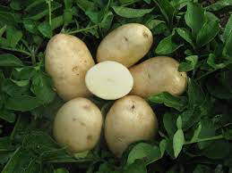 Potato &#39;Cal White&#39; Bulbs