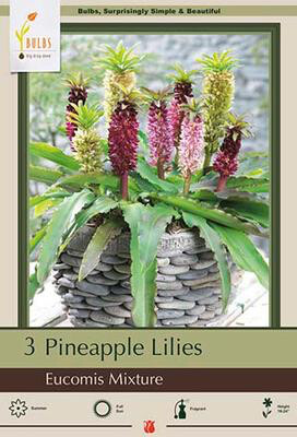 Eucomis Bulbs Mixture