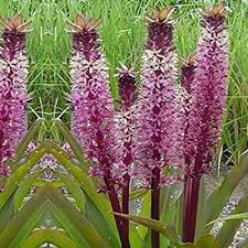 Eucomis &#39;Sparkling Burgundy&#39; Bulbs